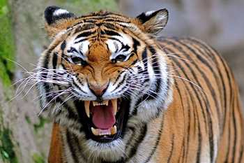 Angry Tiger-799075.jpeg