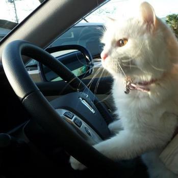猫運転手.jpg