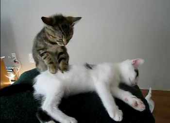 massage_cat.jpg